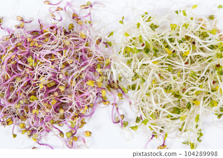 Nutritious different sprouts as source vitamins and minerals. Healthy nutrition. White background 104289998