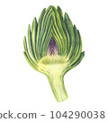 Artichoke watercolor illustration. Hand drawn watercolor illustration of vegetable isolated on white background. 104290038