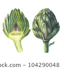 Artichoke watercolor illustration. Hand drawn watercolor illustration of vegetable isolated on white background. 104290048