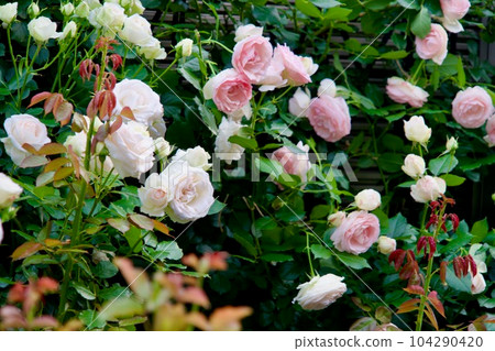 皮埃爾德龍薩爾 104290420