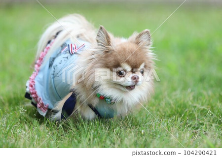 吉娃娃犬在四個季節都在戶外玩耍 104290421