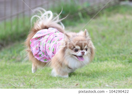 吉娃娃犬在四個季節都在戶外玩耍 104290422