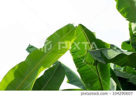 Fresh banana leaves on white background. Fresh banana leaves on white background. 104290607