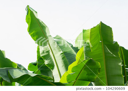 Fresh banana leaves on white background. 104290609