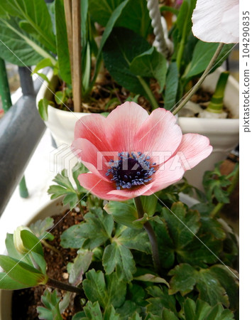 原始海葵 原始海葵 104290835