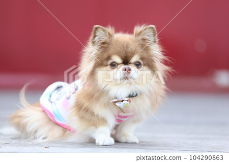 A very cute Chihuahua playing A very cute Chihuahua playing 104290863