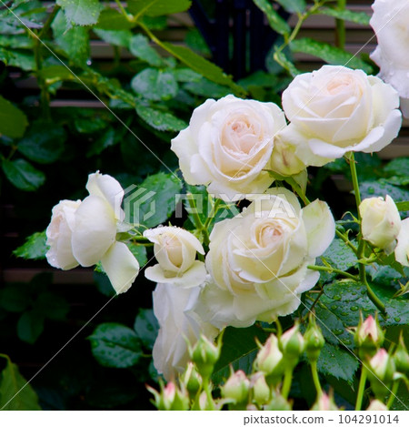 布蘭克·皮埃爾·德·龍薩 104291014