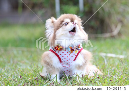 Talk far away! sing! howling chihuahua 104291343