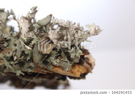 Lichen Tree Fungus Growing on Tree Branch in East Texas Lichen Tree Fungus Growing on Tree Branch in East Texas 104291453