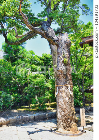 Taishogun Hachi Shrine Sacred Tree (Kamigyo Ward, Kyoto City) 104291732