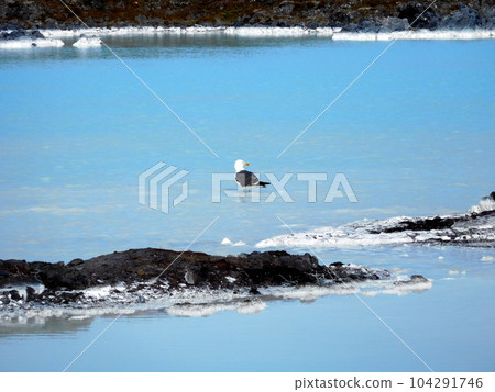 冰島夏季藍色潟湖黑尾鷗 104291746