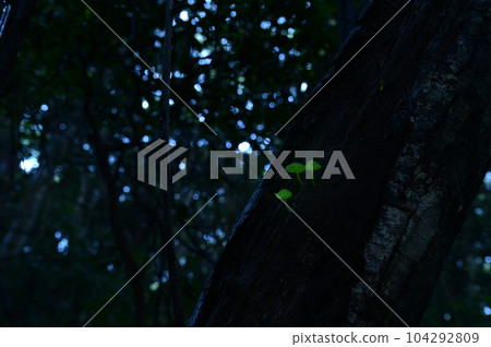 Shiinotomo Shibidake，生活在日本的某個地區。這種蘑菇也被稱為森林仙女，發出神秘的綠色光芒。允許拍照 104292809