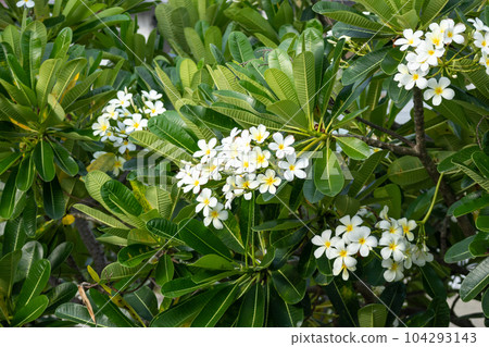 White Frangipani flower Plumeria alba with green leaves 104293143