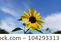 盛開的向日葵和藍天，充滿活力的盛夏向日葵，日本， 104293313
