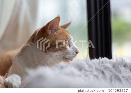 凝視貓，棕色虎斑白 104293317