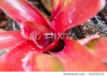 Stagnant water in red leaf plant in the garden Stagnant water in red leaf plant in the garden 104293502