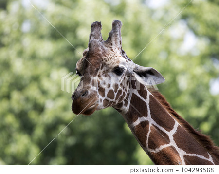 .Giraffe in the wild 104293588