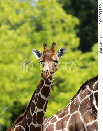 Giraffe in the wild 104293589