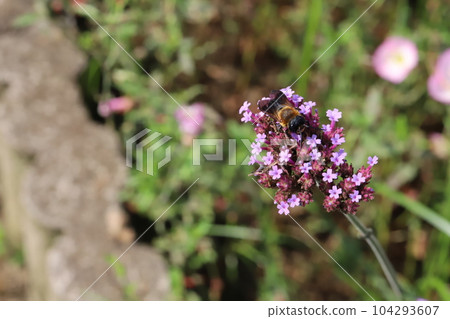 Pink flowers of Verbena Bonaliensis blooming in early summer garden Pink flowers of Verbena Bonaliensis blooming in early summer garden 104293607