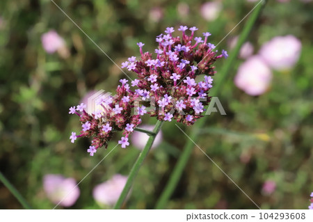 Pink flowers of Verbena Bonaliensis blooming in early summer garden Pink flowers of Verbena Bonaliensis blooming in early summer garden 104293608