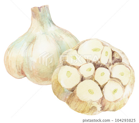 水彩插圖整個大蒜和切片大蒜 104293825