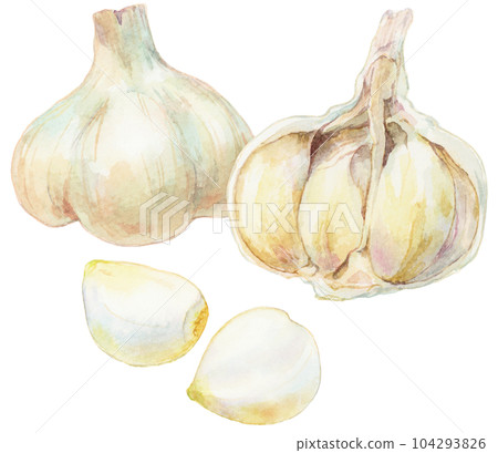 Watercolor illustration Whole garlic and loosened garlic 104293826
