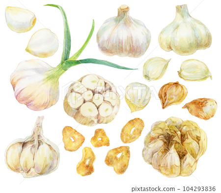Various garlic watercolor illustrations Material collection Raw garlic and cooked garlic Various garlic watercolor illustrations Material collection Raw garlic and cooked garlic 104293836