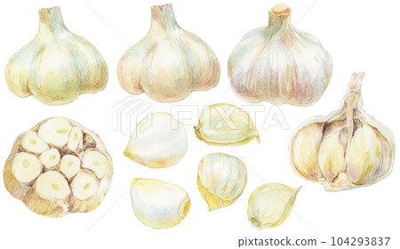 各種大蒜水彩插畫素材合集 104293837