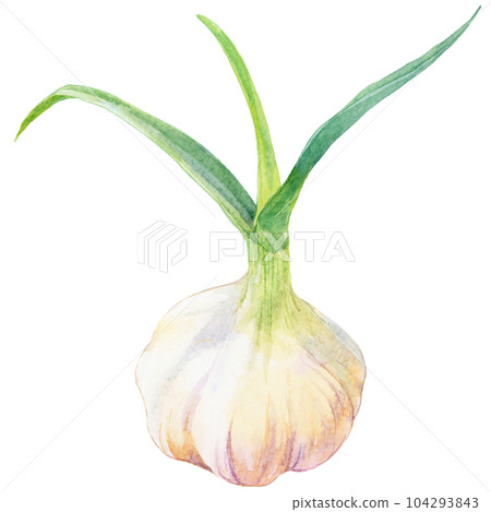 Watercolor illustration of garlic with leaves Watercolor illustration of garlic with leaves 104293843