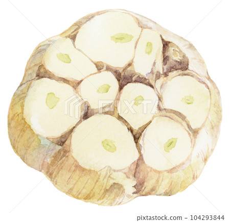 Round sliced garlic watercolor illustration Round sliced garlic watercolor illustration 104293844