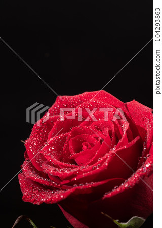 Wet red rose 104293863