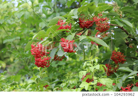 elderberry red fruit elderberry red fruit 104293962