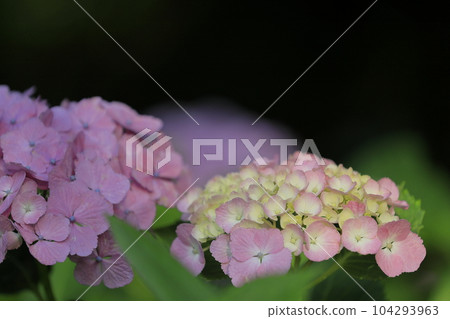 hydrangea hydrangea 104293963