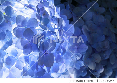 hydrangea   104293967