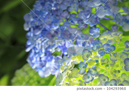 hydrangea hydrangea 104293968