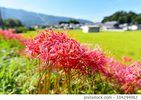 Satoyama in the season when cluster amaryllis blooms Old lens Autumn satoyama scenery 104294062