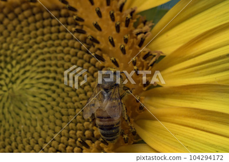 Honey bee collecting pollen from a sunflower on a bright sunny day Honey bee collecting pollen from a sunflower on a bright sunny day 104294172