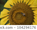 Honey bee collecting pollen from a sunflower on a bright sunny day 104294176