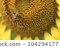 Honey bee collecting pollen from a sunflower on a bright sunny day 104294177