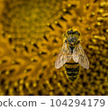 Honey bee collecting pollen from a sunflower on a bright sunny day 104294179