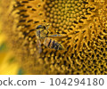 Honey bee collecting pollen from a sunflower on a bright sunny day 104294180