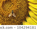 Honey bee collecting pollen from a sunflower on a bright sunny day 104294181