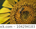 Honey bee collecting pollen from a sunflower on a bright sunny day 104294183