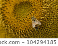 Honey bee collecting pollen from a sunflower on a bright sunny day 104294185