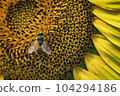 Honey bee collecting pollen from a sunflower on a bright sunny day 104294186