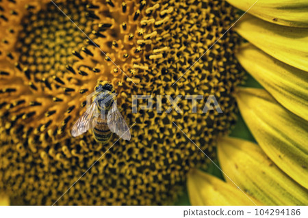 Honey bee collecting pollen from a sunflower on a bright sunny day 104294186