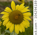 Honey bee collecting pollen from a sunflower on a bright sunny day 104294189