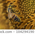 Honey bee collecting pollen from a sunflower on a bright sunny day 104294190