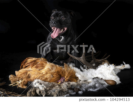 dog and voodoo dog and voodoo 104294513