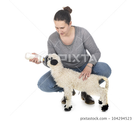 lamb Valais Blacknose and woman farmer 104294523